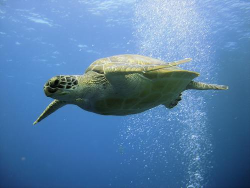Wie wirkt sich die Verschmutzung auf Meeresschildkröten aus?