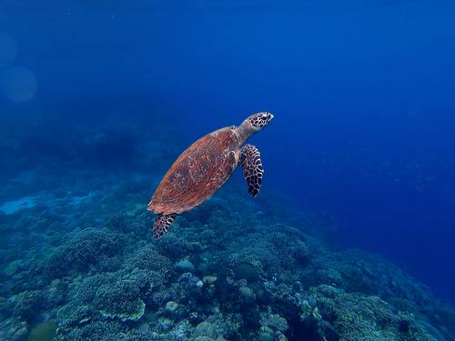 Wie wirkt sich die Verschmutzung auf Meeresschildkröten aus?