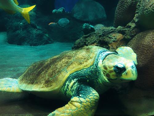How Does Pollution Affect Sea Turtles? 