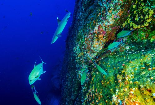 Marine wildlife: Litter in the ocean facts SEA OCEAN