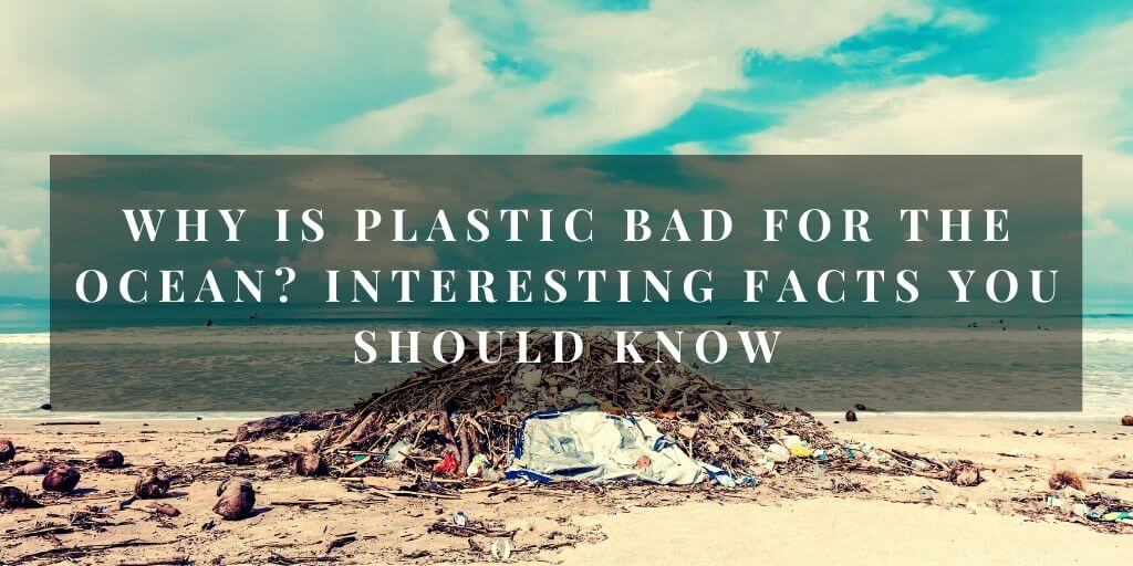 Why Is Plastic Bad For The Ocean_ Interesting Facts You Should Know